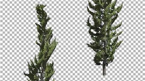 Hollywood Juniper Two Thin Coniferous Evergreen | Motion Graphics - Envato elements