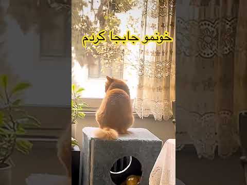 خونموجاشو عوض کردم راحتتر برم شکار    پیشی   
