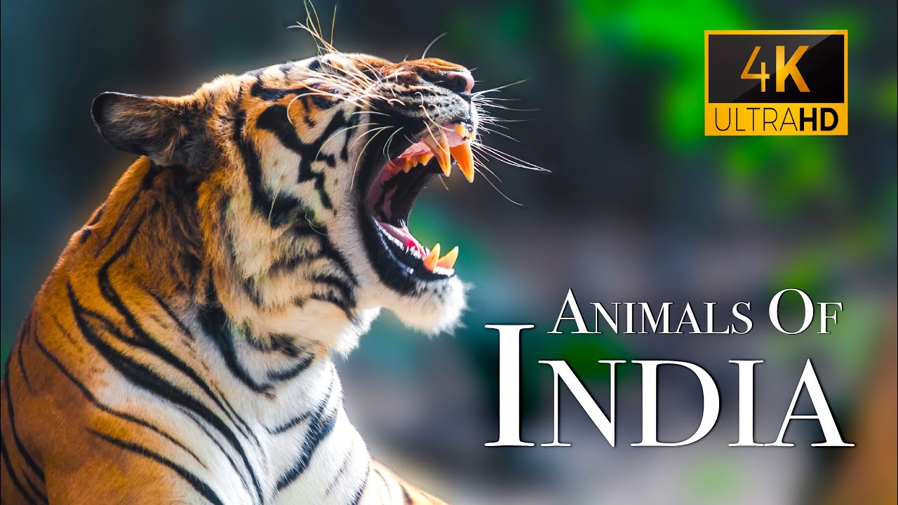 India Wildlife In 4K   Amazing Scenes Of Indias Animals  Scenic Relaxation Film