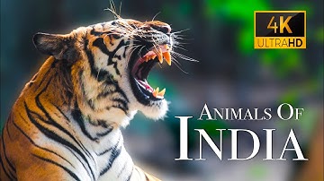 India Wildlife In 4K - Amazing Scenes Of India