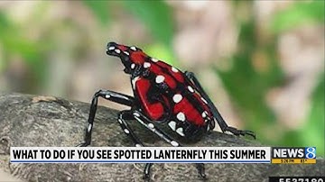 Invasive spotted lanternfly spreading through Michigan