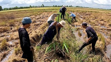 Không ngờ Con Rắn Độc ở trên bờ cỏ | ngàn cá gò công #75