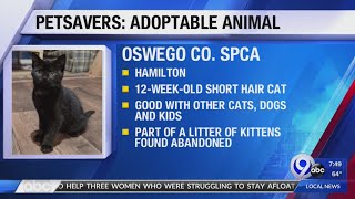Petsavers: Adoptable Animal 7-5-20