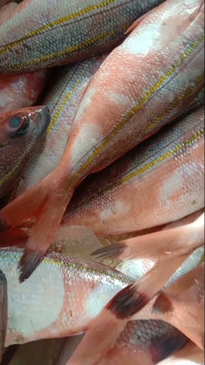 🐜 nakal berlari an diatas ikan merah 😠 #shorts