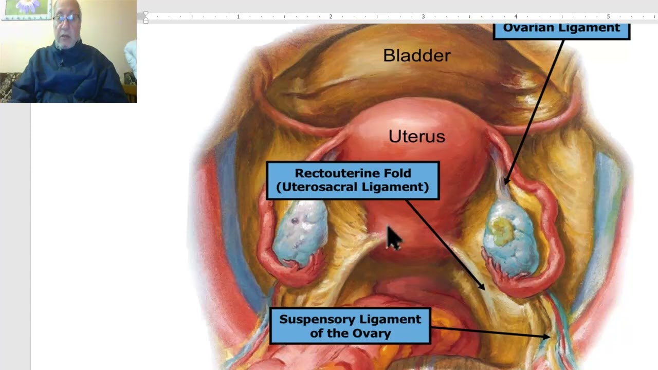 Anatomy of female genital system in Arabic 2023 ( Uterus , part 2), by Dr.Wahdan