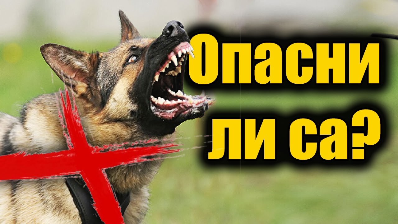 Опасни ли са Немските Овчарки?