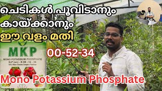 ചെടികൾ പൂവിടാനും കൂടുതൽ കായ്ഫലം കിട്ടാനും | Mono Potassium Phosphate | MKP 00-52-34