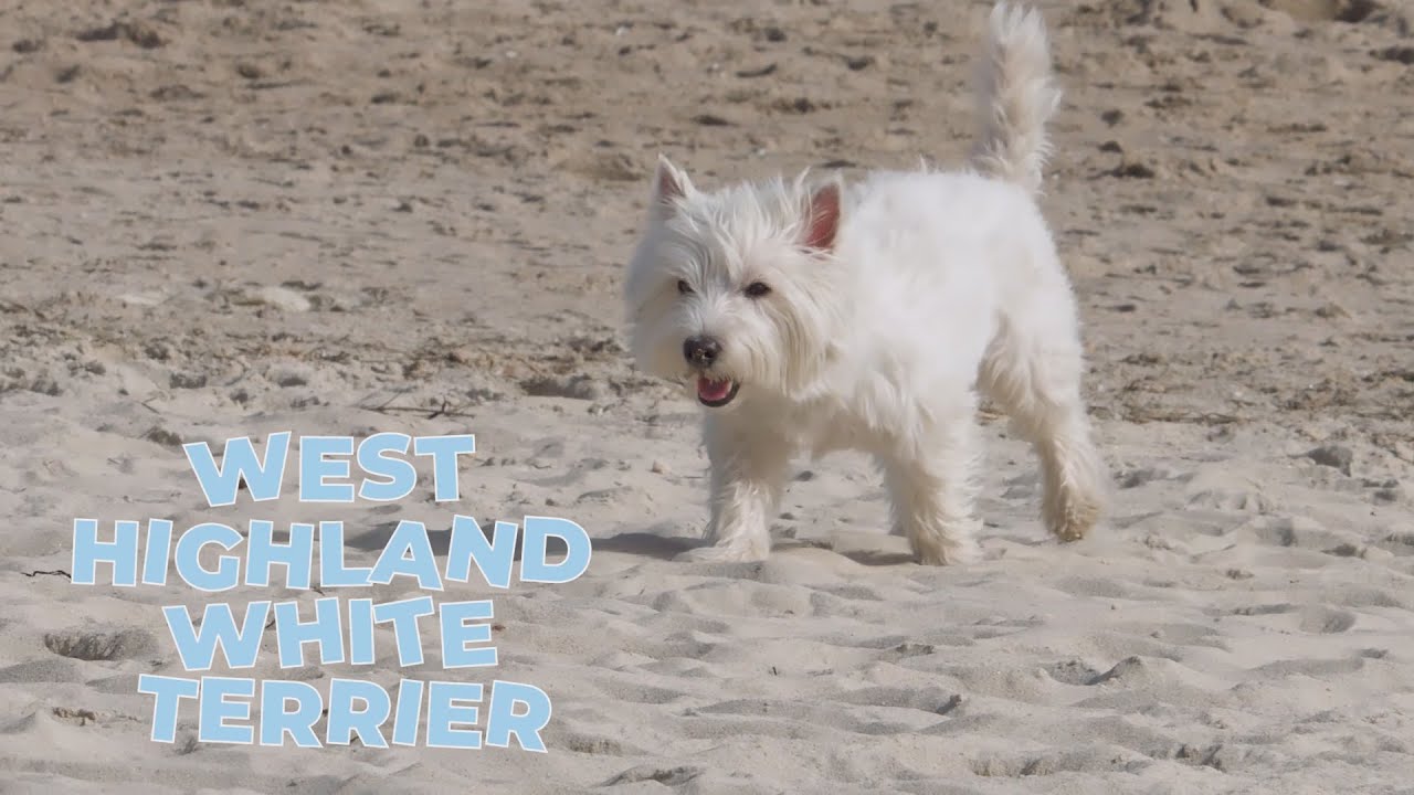 furminator westie