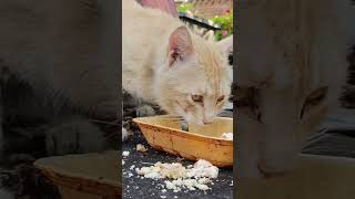 Кошка перегревается?