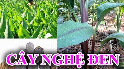 ĐIỆN BIÊN - Tác dụng của cây nghệ đen | Vị thuốc quanh ta | ĐTV