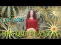 MÁS QUE PLANTAS: Los Cactus.