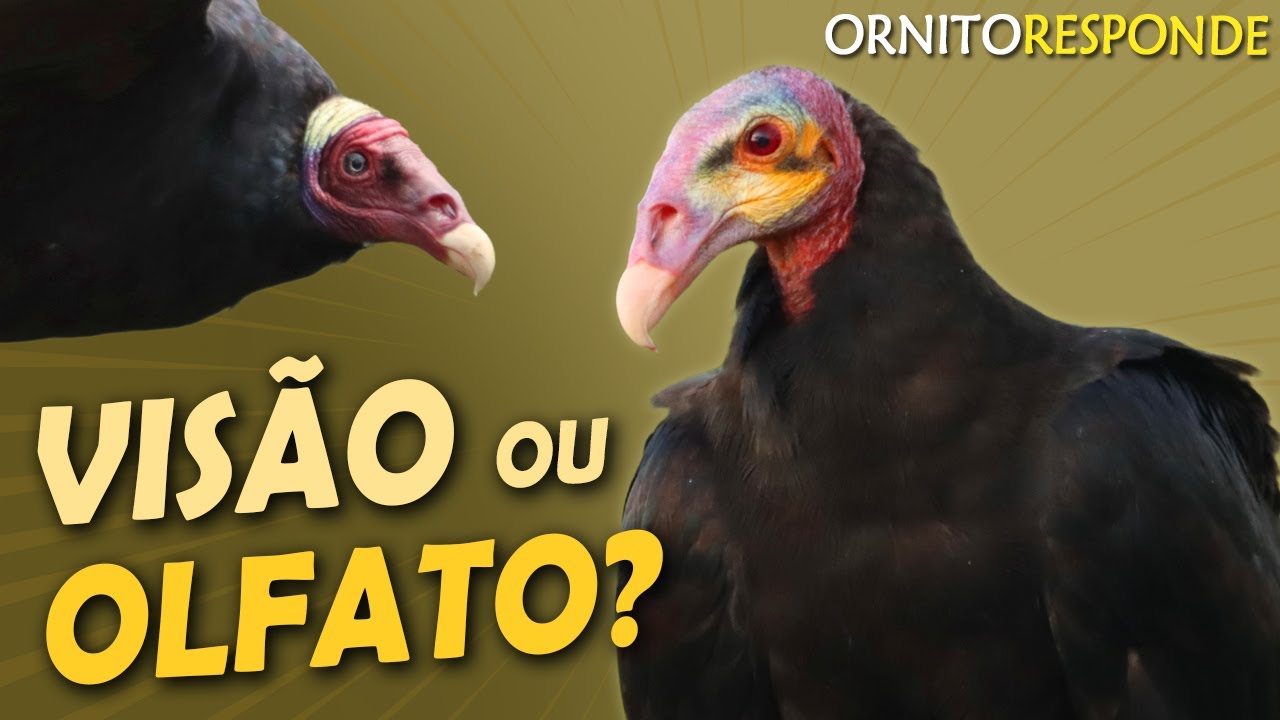 Como os URUBUS ENCONTRAM A CARNIÇA? Ornitólogo Responde 66