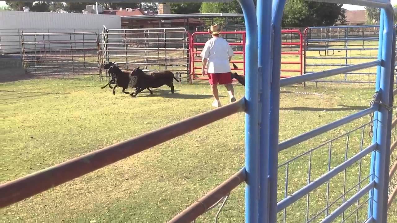 CH Lighthouse Hearts On Fire Harlow first session on Memorial day