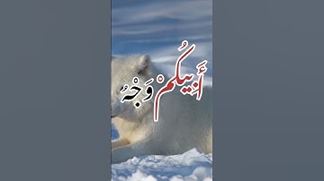 سورة يوسف كما لم تسمعها من قبل 💔🌸🌺💖بصوت الشيخ حمزة مدبوح 💕🌼🌸🌻