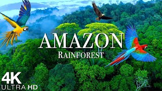 Amazon 4K - The World’s Largest Tropical Rainforest - Relaxation Film with Calming Music