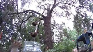 Peanut  - Jar - Clever Squirrel  - Hangout