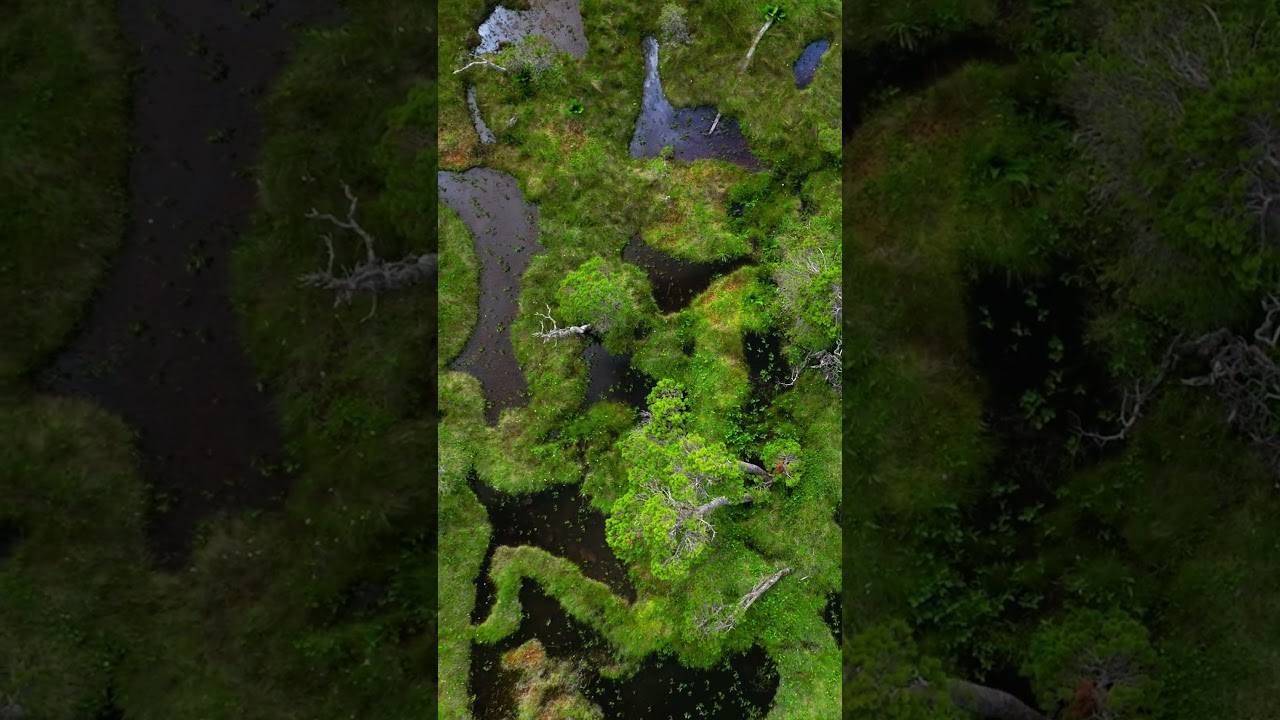 Point Bridget State Park unfolds across 2,850 acres of untouched Southeast Alaska coastline