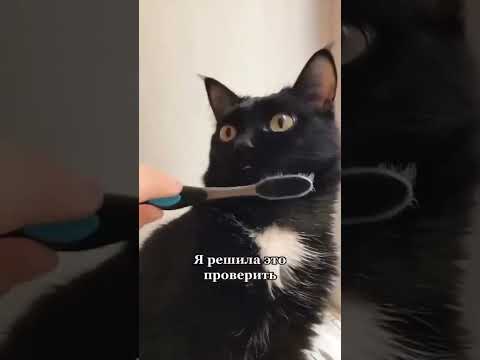 ЧТО БУДЕТ, ЕСЛИ МОКРОЙ ЗУБНОЙ ЩЕТКОЙ ПОГЛАДИТЬ КОТА 🐈