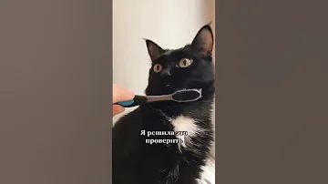 ЧТО БУДЕТ, ЕСЛИ МОКРОЙ ЗУБНОЙ ЩЕТКОЙ ПОГЛАДИТЬ КОТА 🐈