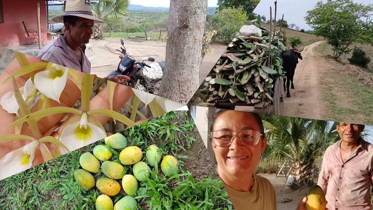 A TRABALHADA É GRANDE, MAS A RECOMPENSA GHEGA🙏