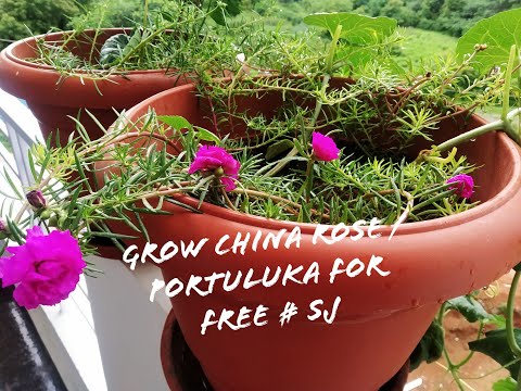 Video: How To Grow A Chinese Rose