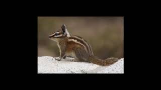 [Wikipedia] Long-eared chipmunk