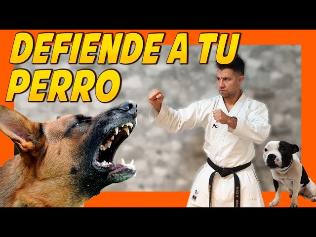 🚨 Cómo DEFENDER a mi PERRO del ATAQUE de otro perro 😱 | Educación Canina 🐶