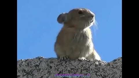 Chú chuột tinh nghịch nhất thế giới