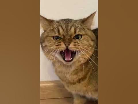 как смеется кот - YouTube