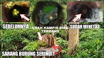 PERKEMBANGAN ANAK BURUNG SERINDIT SAAT INI UDAH HAMPIR BISA TERBANG#yendry fishing