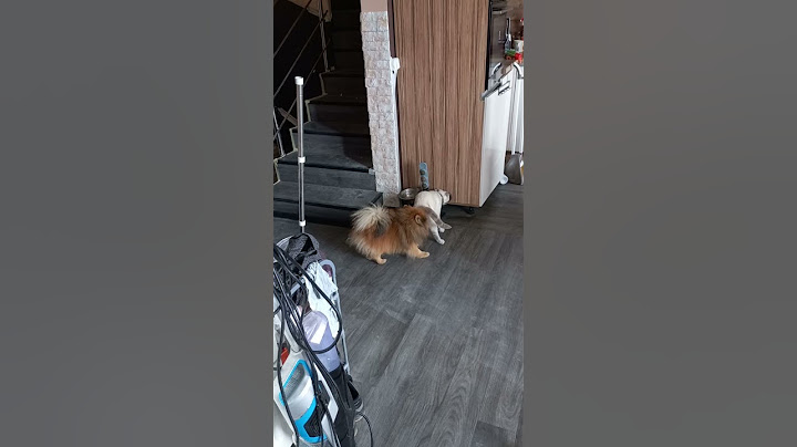 отойди придурок я же кошка часть 2🤣🤣🤣🤣🤣🤣🤣