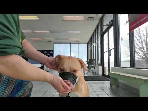 Colby Muzzle