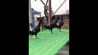 Download Lagu Nizamettin Karpuz'a teşekürler.. #filoguvercinleri  #güvercin #kus #elvan #karışma #pigeon #filo MP3