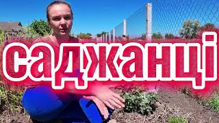🌳🇹🇷 Вирощування ФІСТАШКИ. Від горішка до дерева. #2