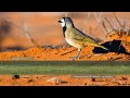 Crested Bellbird Calls - The sounds of a Crested Bellbird in the Australian outback