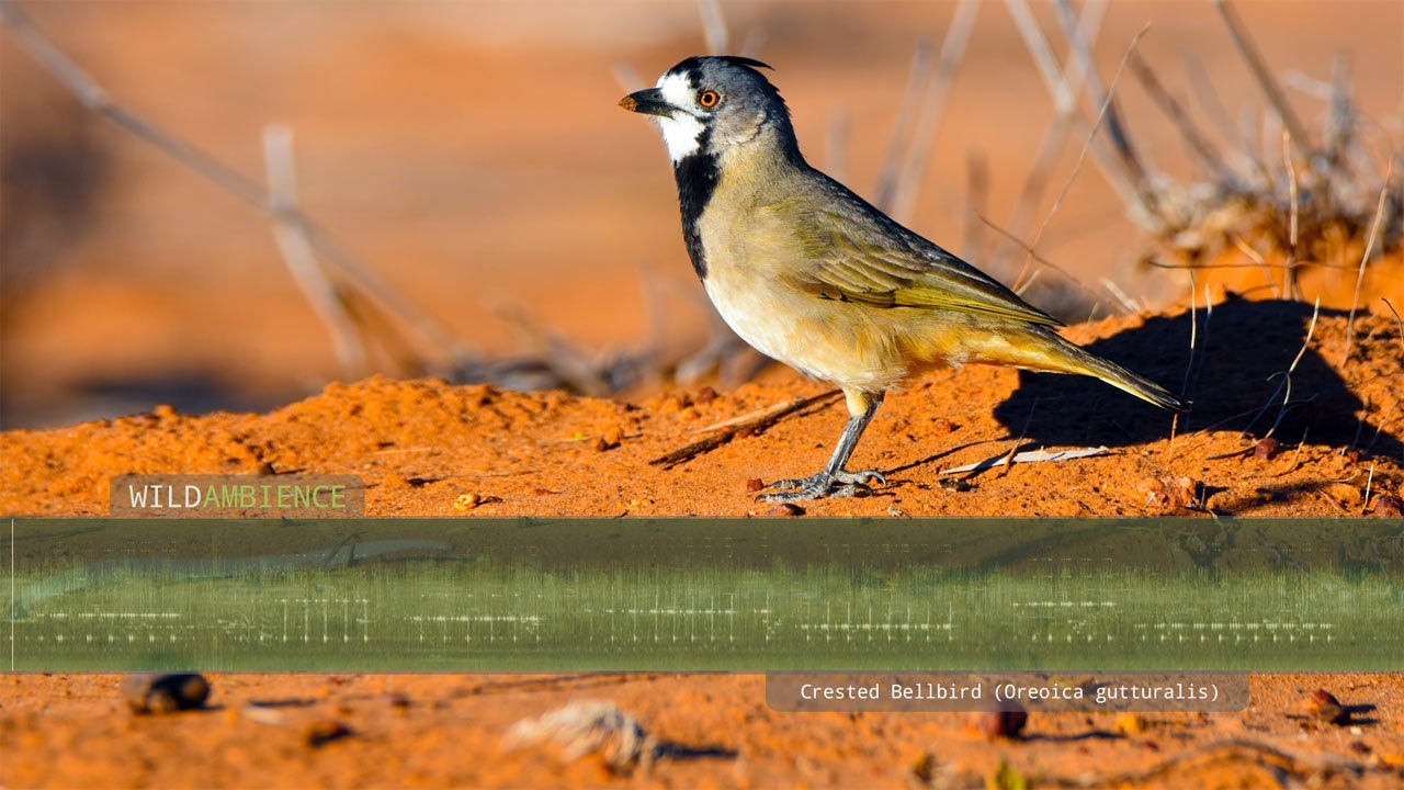 Crested Bellbird Calls The sounds of a Crested Bellbird in the