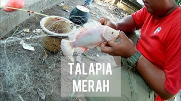 Mancing Talapia Merah Sungai Perak | Teluk Intan | Mancing Menggunakan Jaring Dan Dedak | Vlog16