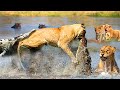 Crocodiles Catch Lions | Will The Lion Survive The Crocodiles When Crossing The Big River | Wildlife