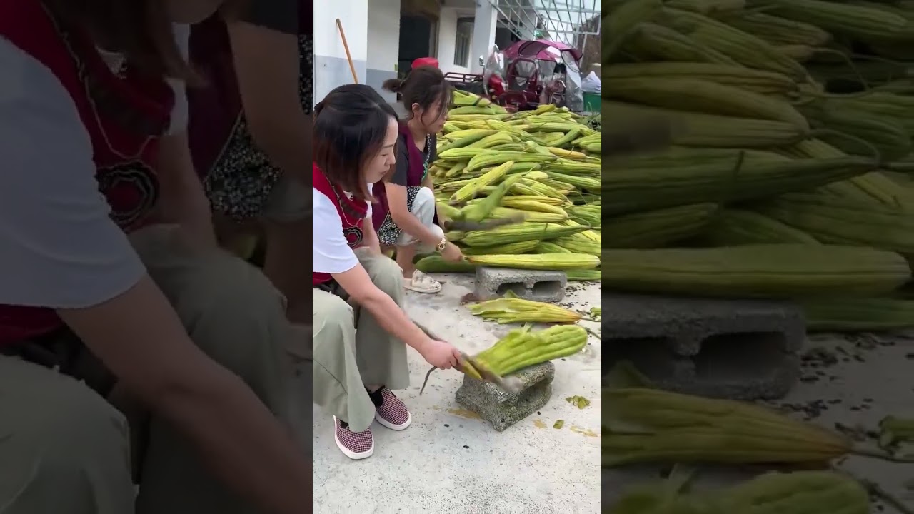 Traditional Chinese Method of Processing Luffa – Rural Life in Guangdong