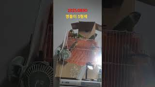 오늘 조용한 앵무새5형제 #shortvideo #shorts #short 2025.0830