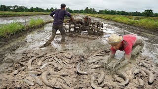 Excellent Fishing in Growing season | Catch Copper SnakeHead Fish & Catfish Under Mud Rear Tractor