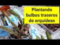 Plantando bulbos traseros para obtener nuevas orquideas