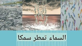 السماء تمطر سمكا -  it's raining fish