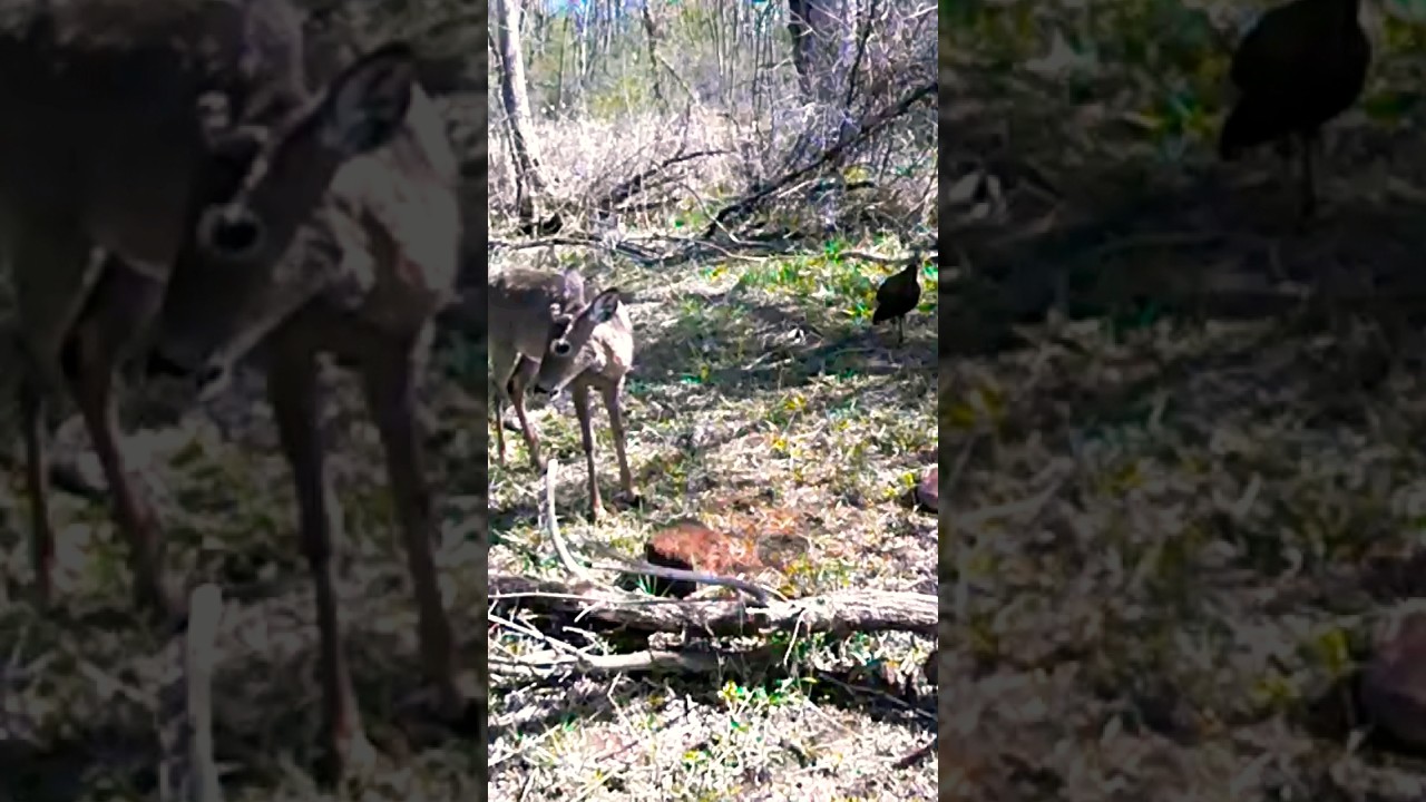 Buck and turkey buddies! 🦌🦃 Enjoying nature's company. 