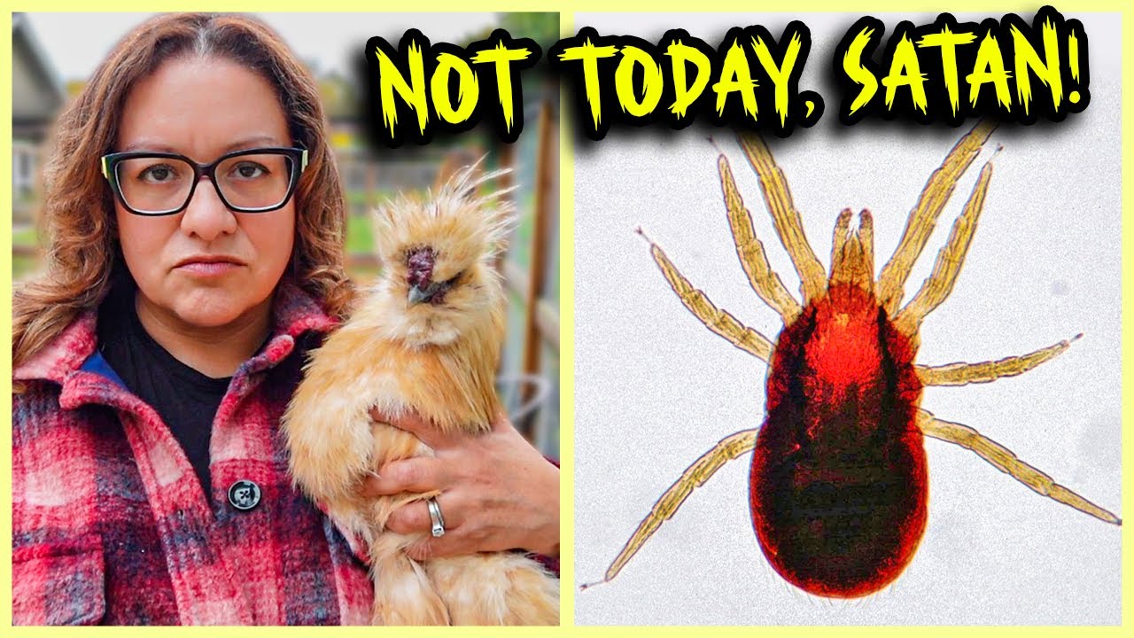 How to Tackle STUBBORN Mites in Your Flock of Chickens