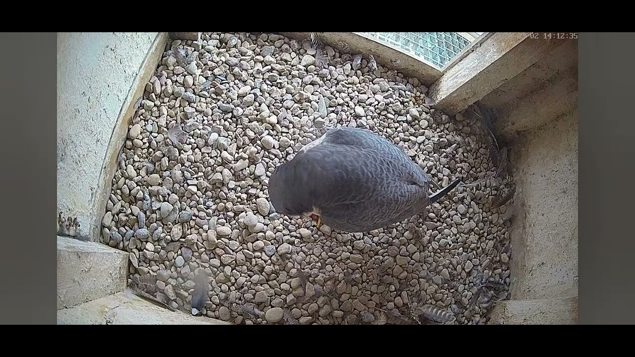 REDA_KOKSIK_02.03.2026_ KASZUB ze zdobyczą jadł do oporu. 