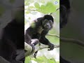 The AMAZING Release of Star the Howler Monkey!