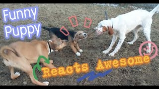 fivemonthold puppy beagle reacts awesome in dog park