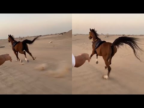 شاهد هروووب الحصان عن صاحبه