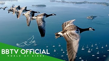 The Secrets of Migratory Birds You Won’t Believe Actually Exist! | Documentary | BBTV Official
